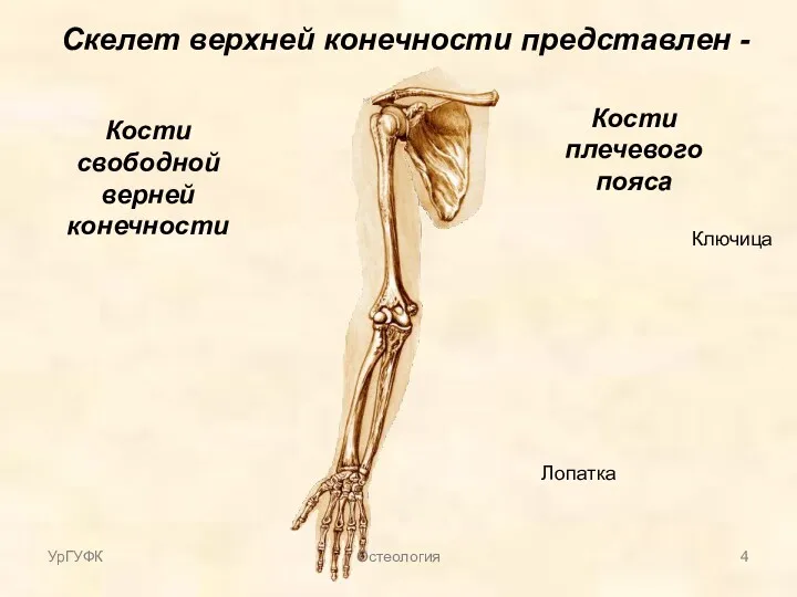 Скелет верхней конечности представлен - Кости плечевого пояса Ключица Лопатка Кости свободной верней конечности УрГУФК Остеология