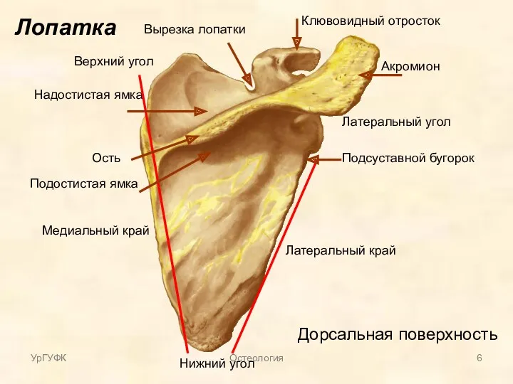 Лопатка Дорсальная поверхность Ость Нижний угол Верхний угол Латеральный угол