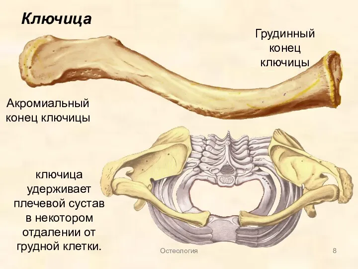 Ключица Акромиальный конец ключицы Грудинный конец ключицы ключица удерживает плечевой