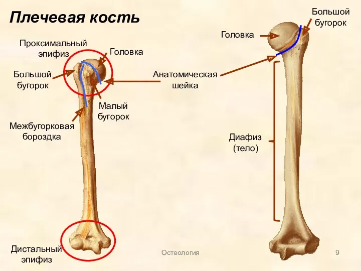 Плечевая кость Диафиз (тело) Проксимальный эпифиз Дистальный эпифиз Большой бугорок