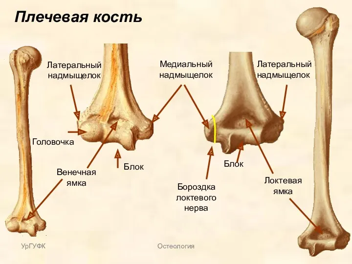 Плечевая кость Латеральный надмыщелок Медиальный надмыщелок Латеральный надмыщелок Головочка Блок