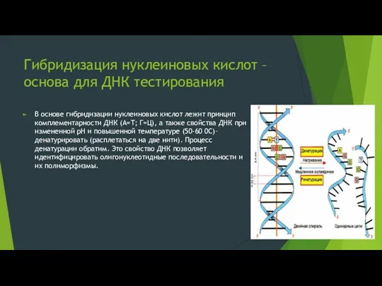 Гибридизация нуклеиновых кислот – основа для ДНК тестирования В основе