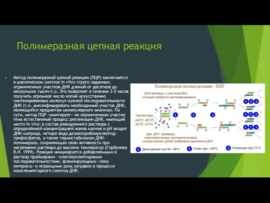 Полимеразная цепная реакция Метод полимеразной цепной реакции (ПЦР) заключается в