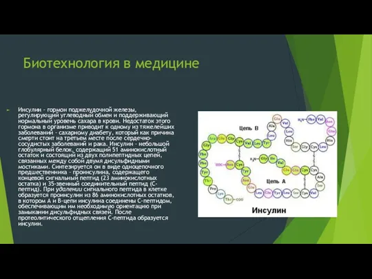 Биотехнология в медицине Инсулин – гормон поджелудочной железы, регулирующий углеводный