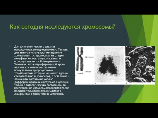 Как сегодня исследуются хромосомы? Для цитогенетического анализа используются делящиеся клетки.