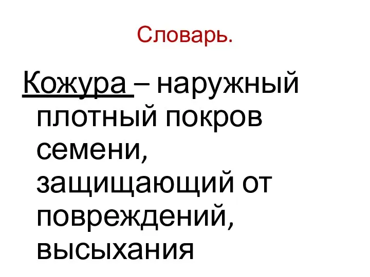 Словарь. Кожура – наружный плотный покров семени, защищающий от повреждений, высыхания