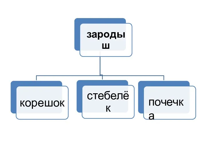 почечка