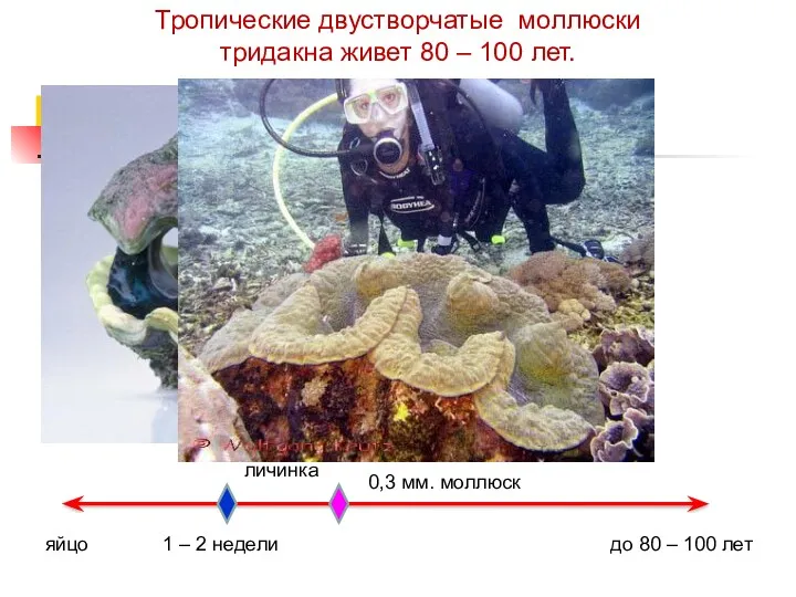 Тропические двустворчатые моллюски тридакна живет 80 – 100 лет. яйцо