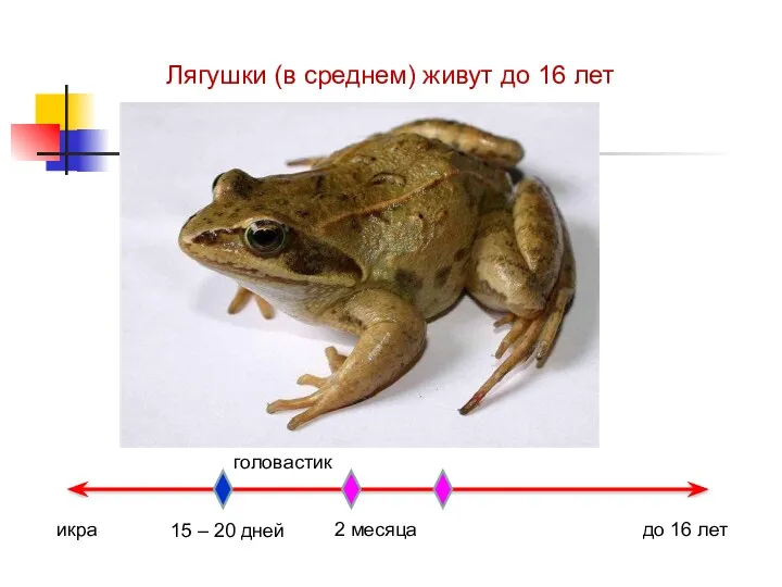 икра 15 – 20 дней 2 месяца до 16 лет