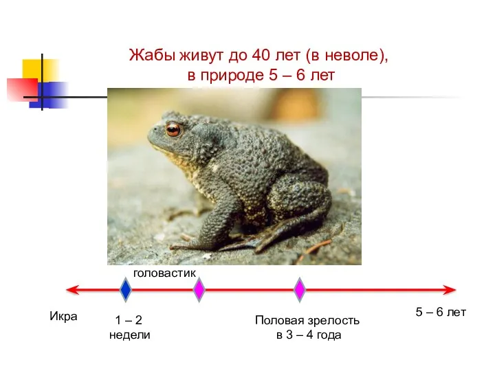 Жабы живут до 40 лет (в неволе), в природе 5