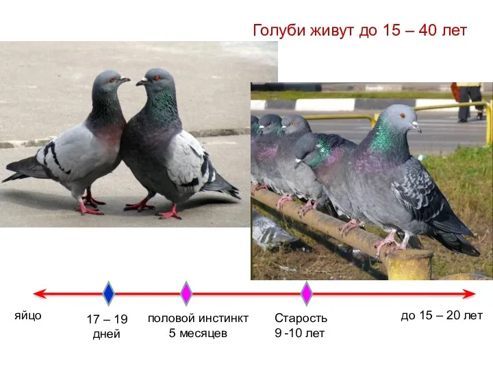 Голуби живут до 15 – 40 лет яйцо 17 –