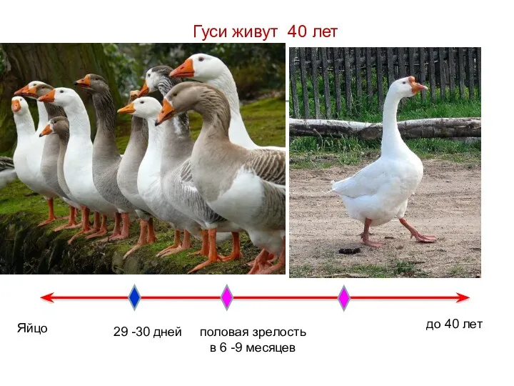 Гуси живут 40 лет Яйцо 29 -30 дней половая зрелость