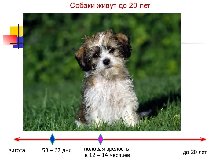 Собаки живут до 20 лет зигота 58 – 62 дня