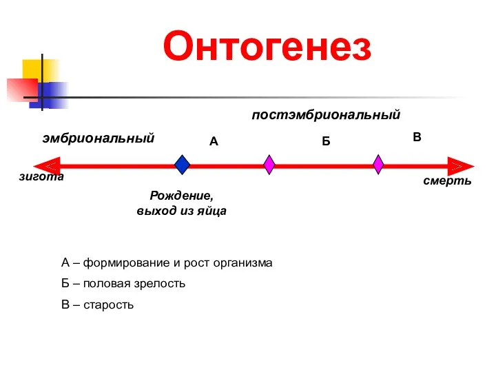 Онтогенез зигота Рождение, выход из яйца смерть эмбриональный постэмбриональный А