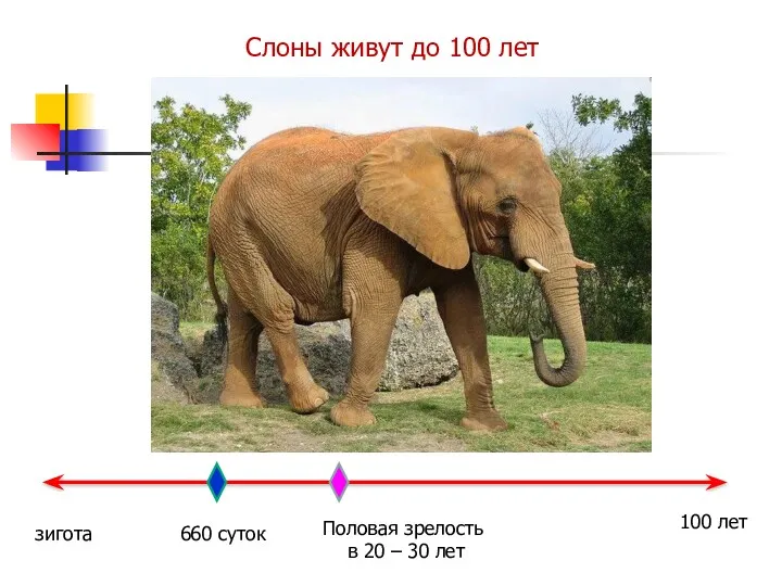 зигота 660 суток Половая зрелость в 20 – 30 лет