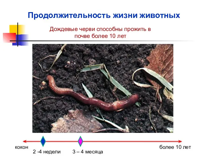 Продолжительность жизни животных Дождевые черви способны прожить в почве более