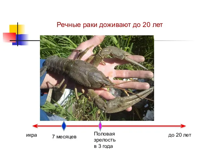 Речные раки доживают до 20 лет икра 7 месяцев Половая