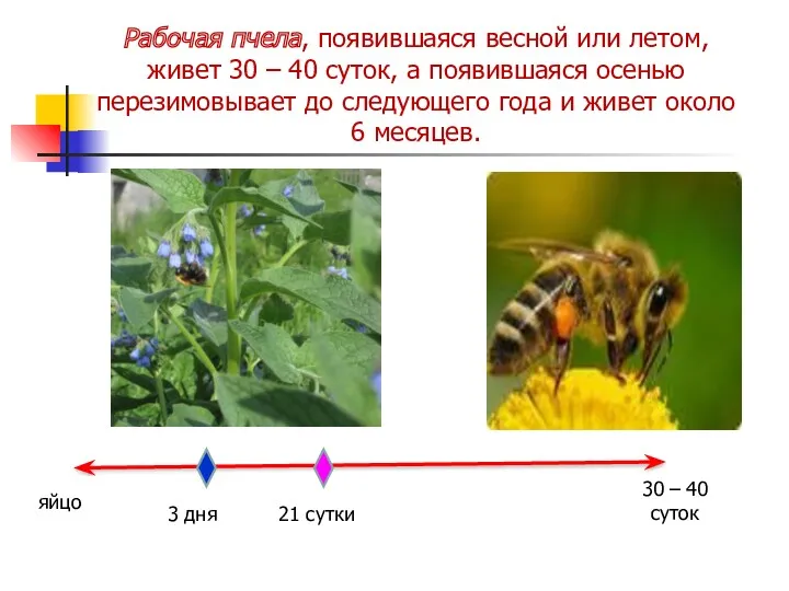 яйцо 3 дня 21 сутки 30 – 40 суток Рабочая