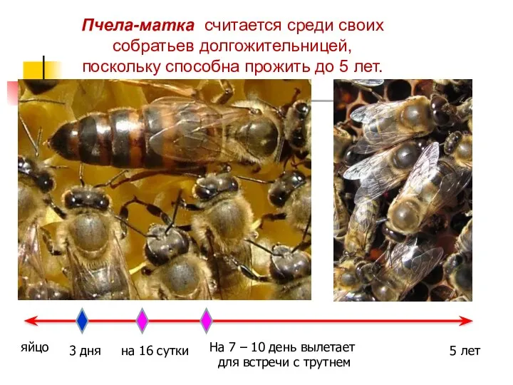 Пчела-матка считается среди своих собратьев долгожительницей, поскольку способна прожить до