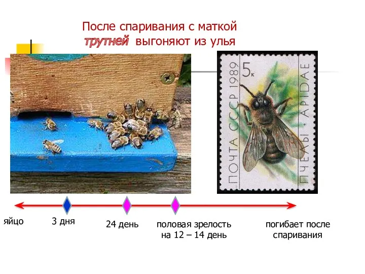 яйцо 3 дня 24 день половая зрелость на 12 –