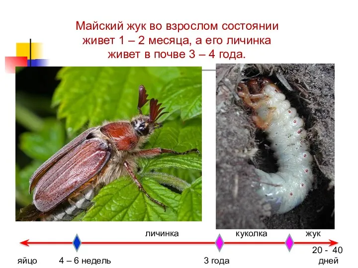 Майский жук во взрослом состоянии живет 1 – 2 месяца,