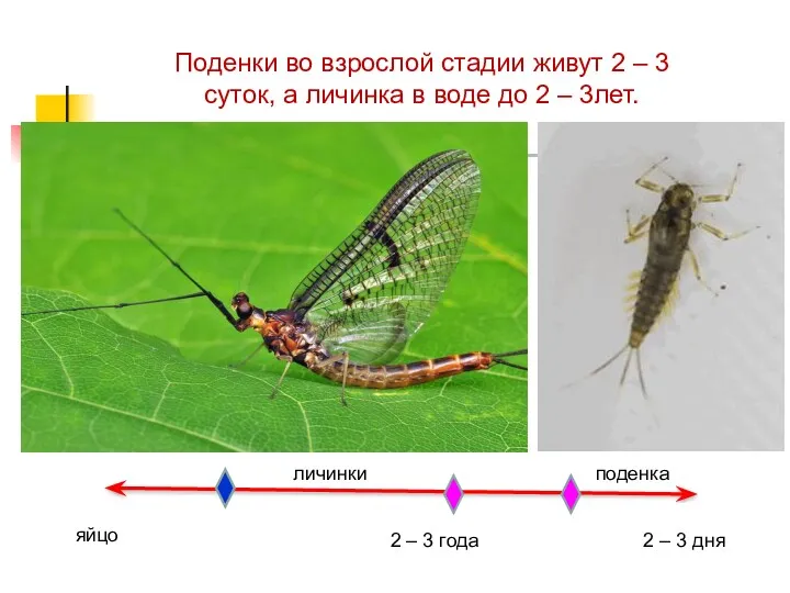 Поденки во взрослой стадии живут 2 – 3 суток, а