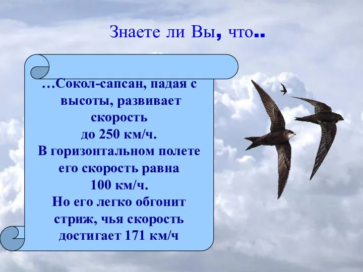 Знаете ли Вы, что.. …Сокол-сапсан, падая с высоты, развивает скорость