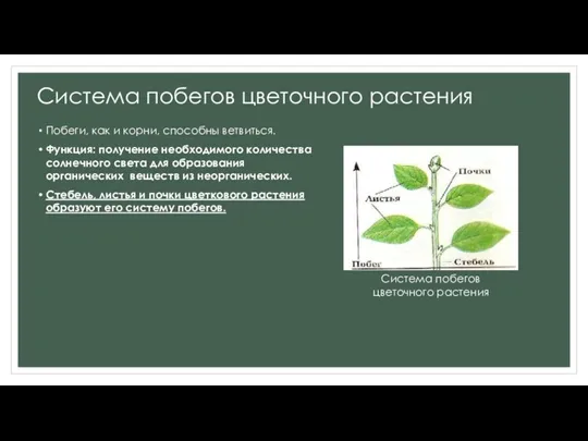 Система побегов цветочного растения Побеги, как и корни, способны ветвиться.