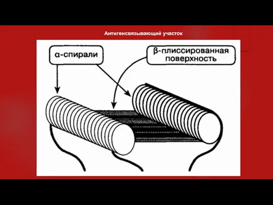 Антигенсвязывающий участок