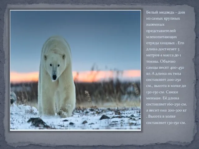 Белый медведь – дин из самых крупных наземных представителей млекопитающих