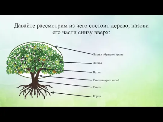 Давайте рассмотрим из чего состоит дерево, назови его части снизу вверх: Корни Ствол