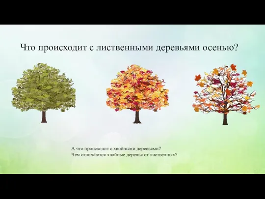 Что происходит с лиственными деревьями осенью? А что происходит с хвойными деревьями? Чем