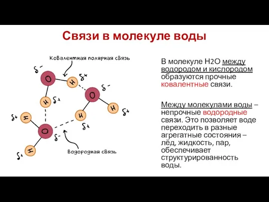 Связи в молекуле воды В молекуле Н2О между водородом и