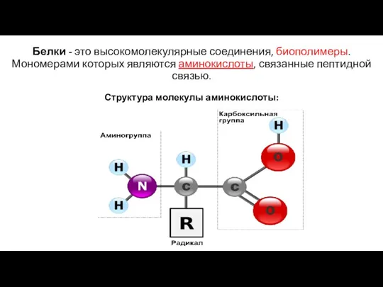 Белки - это высокомолекулярные соединения, биополимеры. Мономерами которых являются аминокислоты, связанные пептидной связью. Структура молекулы аминокислоты: