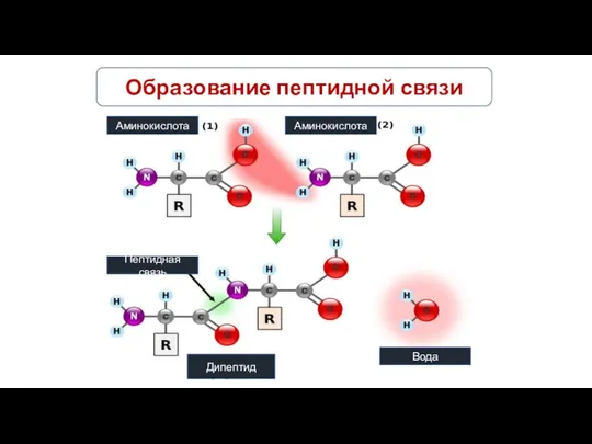 Образование пептидной связи Аминокислота Аминокислота Пептидная связь Дипептид Вода