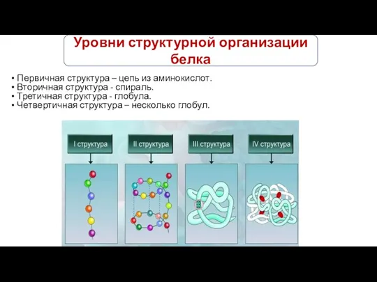 Уровни структурной организации белка Первичная структура – цепь из аминокислот.