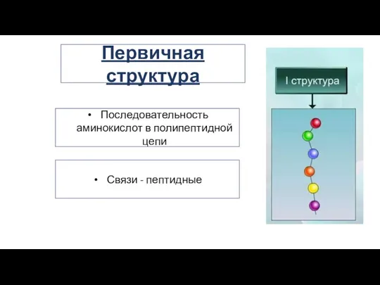 Последовательность аминокислот в полипептидной цепи Связи - пептидные Первичная структура