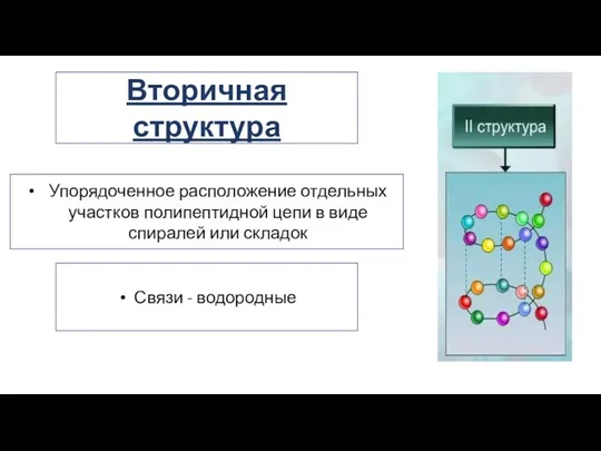 Упорядоченное расположение отдельных участков полипептидной цепи в виде спиралей или складок Связи - водородные Вторичная структура