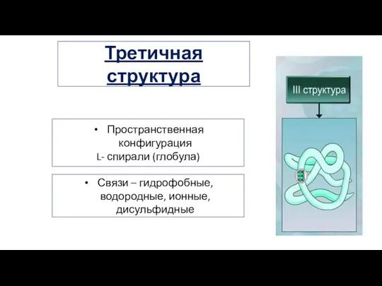 Пространственная конфигурация L- спирали (глобула) Связи – гидрофобные, водородные, ионные, дисульфидные Третичная структура