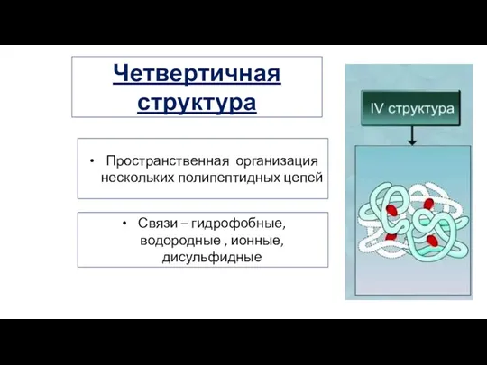 Пространственная организация нескольких полипептидных цепей Связи – гидрофобные, водородные , ионные, дисульфидные Четвертичная структура