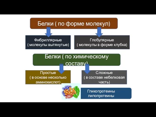 Белки ( по форме молекул) Фибриллярные ( молекулы вытянутые) Глобулярные