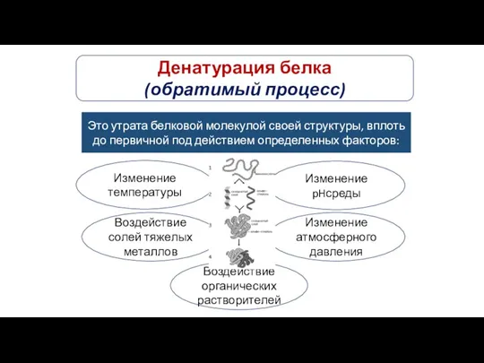 Денатурация белка (обратимый процесс) Это утрата белковой молекулой своей структуры,