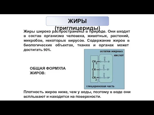 ЖИРЫ (триглицериды) Жиры широко распространены в природе. Они входят в