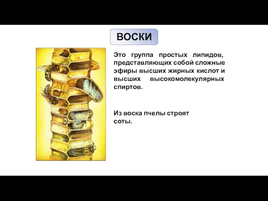 ВОСКИ Это группа простых липидов, представляющих собой сложные эфиры высших