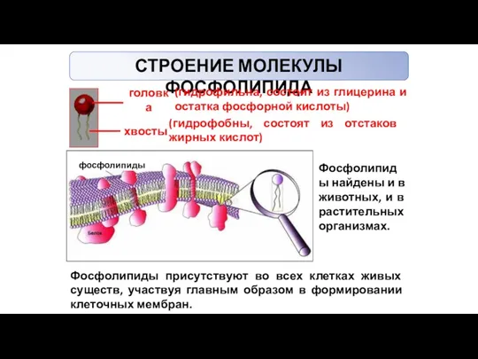 СТРОЕНИЕ МОЛЕКУЛЫ ФОСФОЛИПИДА головка хвосты (гидрофильна, состоит из глицерина и