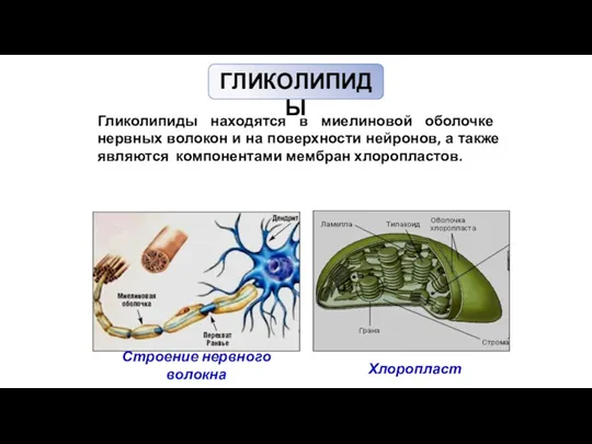 ГЛИКОЛИПИДЫ Гликолипиды находятся в миелиновой оболочке нервных волокон и на