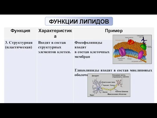 ФУНКЦИИ ЛИПИДОВ