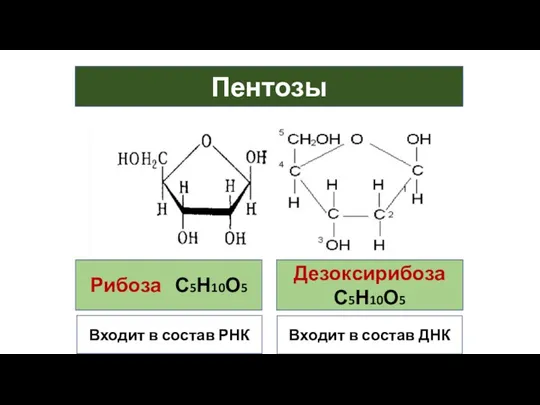 Пентозы Рибоза С5Н10О5 Дезоксирибоза С5Н10О5 Входит в состав РНК Входит в состав ДНК