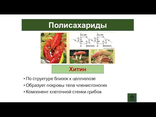 Полисахариды Хитин По структуре близок к целлюлозе Образует покровы тела членистоногих Компонент клеточной стенки грибов