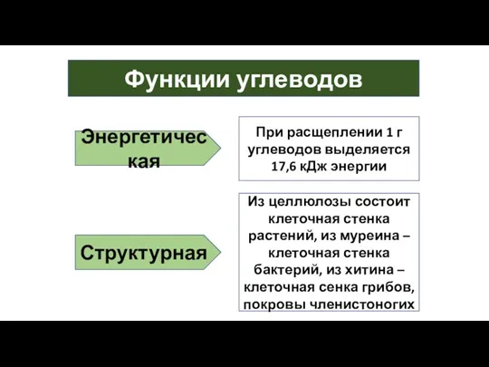 Функции углеводов Энергетическая При расщеплении 1 г углеводов выделяется 17,6